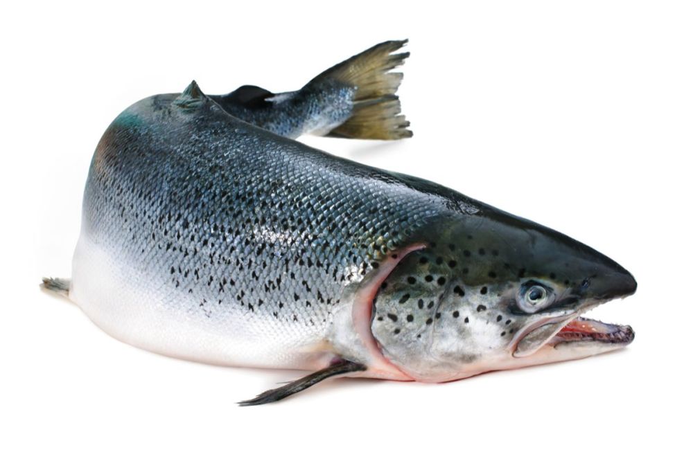 Семга (лосось) с/м 6-7 кг PREMIUM, Чили  